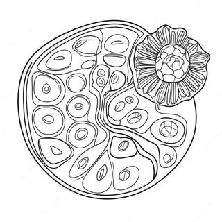 Plantecelle Diagram Fargeleggingsark 10817-8868