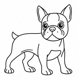 Boston Terrier Fargeleggingsark 16422-13838