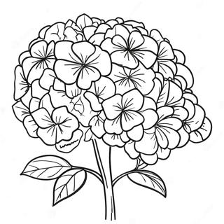 Vakker Hortensia Bukett Fargeleggingsark 36184-30183