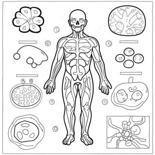 Immunsystem Diagram Fargeleggingsark 46263-38531