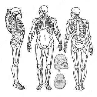 Anatomisk Fargeleggingsark 981-782