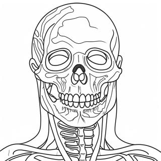 Anatomisk Fargeleggingsark 981-784