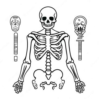 Menneskelig Skjelett Anatomisk Fargeleggingsark 982-786