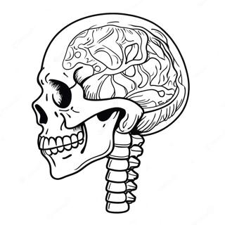 Menneskelig Skjelett Anatomisk Fargeleggingsark 982-787